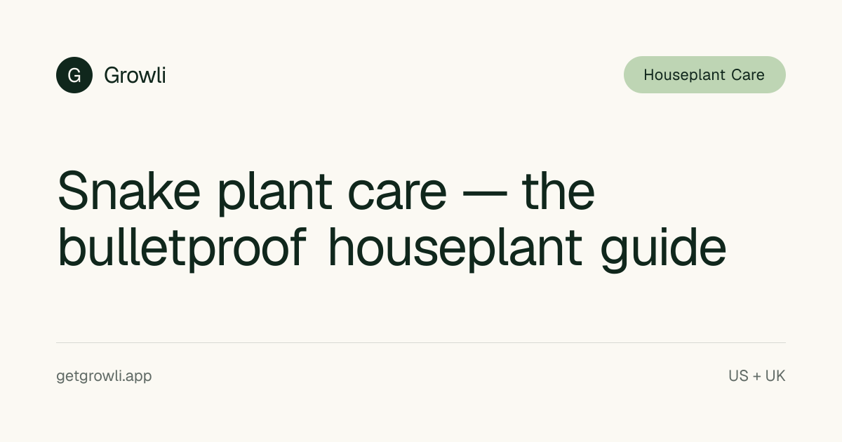 Snake plant care — the bulletproof houseplant guide | Growli